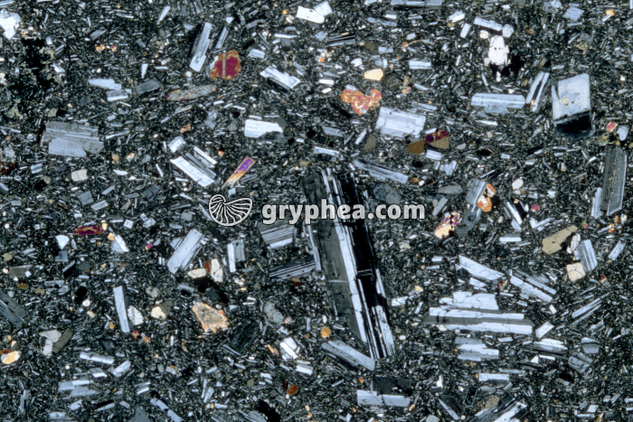 Trachyte LPA x3,5 - gryphea.com